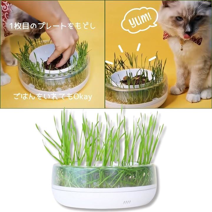 猫草 猫草栽培セット 水耕栽培キット 容器 土なし 猫草スナック プランター