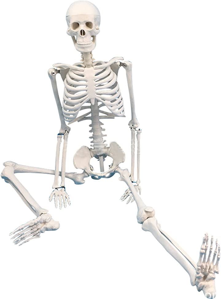 人体模型 骨格標本 全身 直立型 関節可動 骸骨 教材 スタンド 85cm