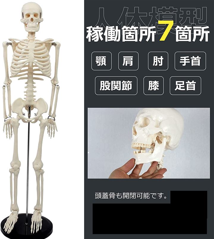 Qoo10] 人体模型 骨格標本 全身 直立型 関節可