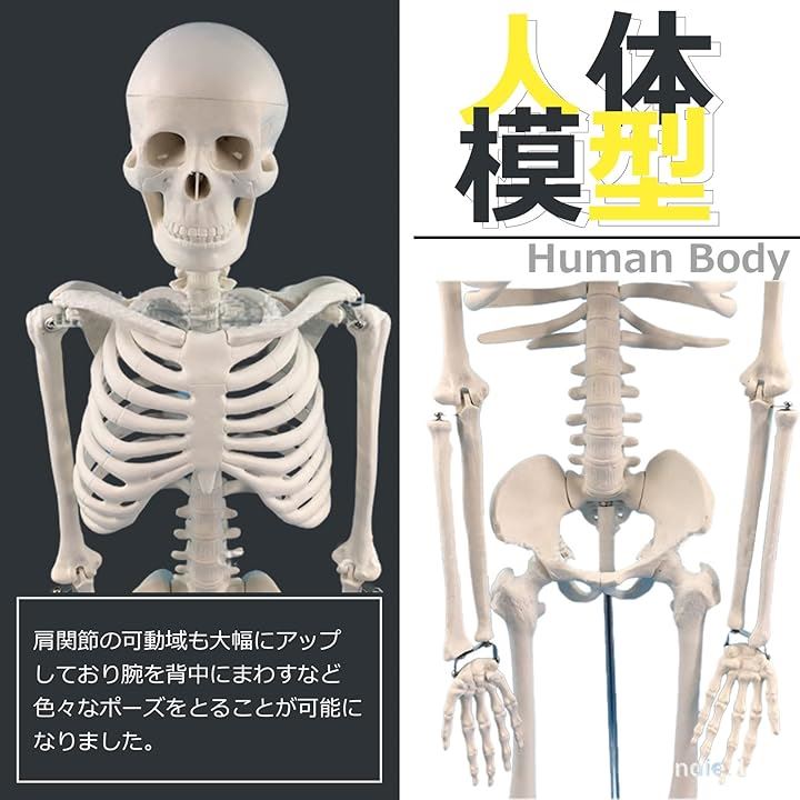 Qoo10] 人体模型 骨格標本 全身 直立型 関節可