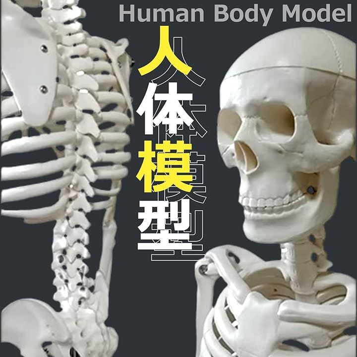 人体模型 骨格標本 骸骨 がい骨 病院にあるやつ - 模型、プラモデル