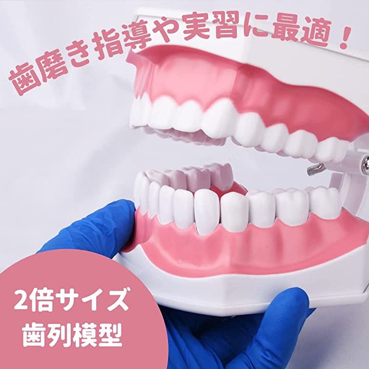 最大90%OFFクーポン 歯の模型 歯磨きの練習 知育 知育玩具