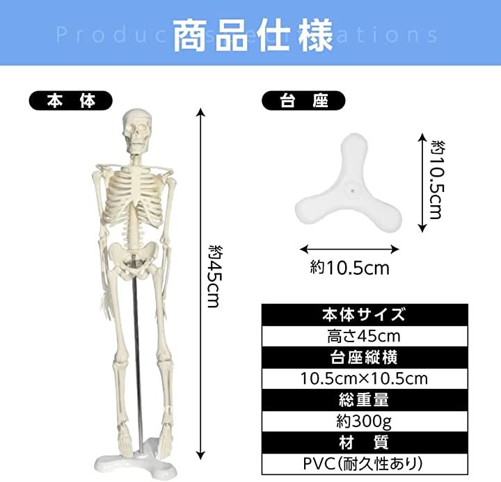 人体模型 骨格模型 45cm 1 4サイズ 骨格標本 骨模型 医学 教学 教材 - 置物