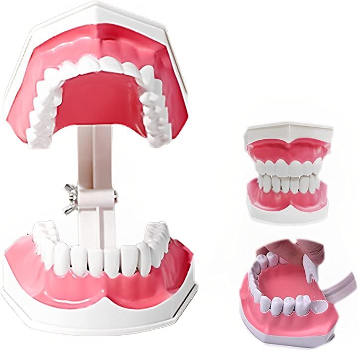歯列模型 教育 学習 子供 取り外し可能 モデル 歯磨き指導 MDM