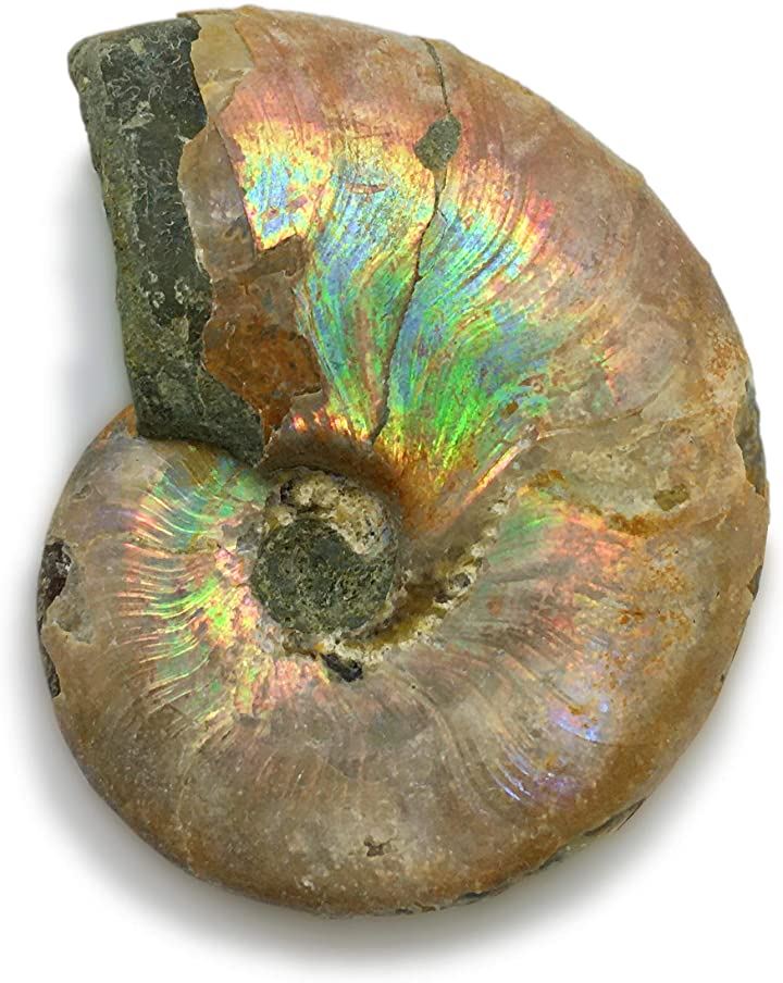 虹色のアンモナイト　化石　美品