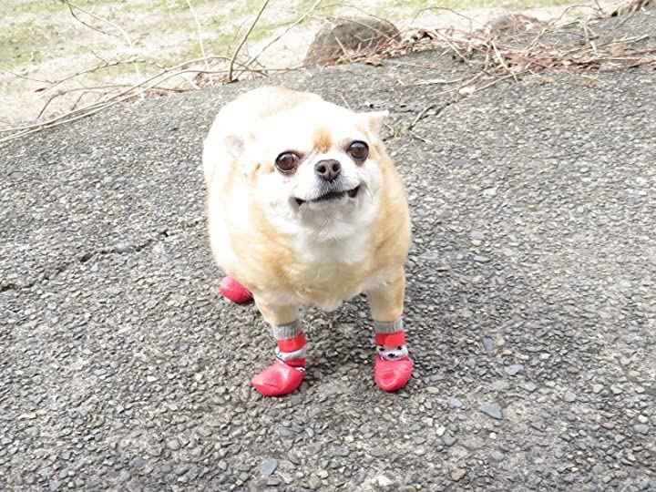小型犬用靴下 滑り止め 犬用ソックス 肉球保護 シューズ ブーツ ドッグウエア ペット ペットグッズ ブラック L クイックスピード ヤマダモール店